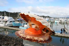 Whitianga Scallop Festival - No 01