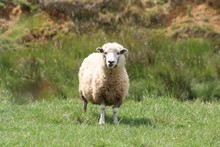 Sheep - No 02