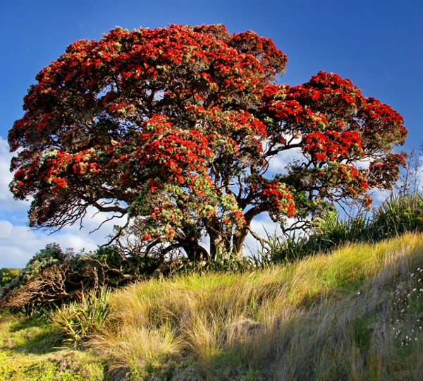 photos of NZ animals dolpings sheep opossums and more